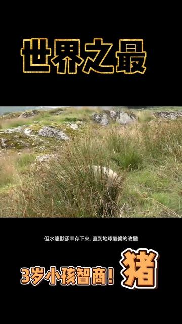 不要再罵🐷笨了，他比xx聰明好嗎！#4｜世界之最 World's Top смотреть онлайн