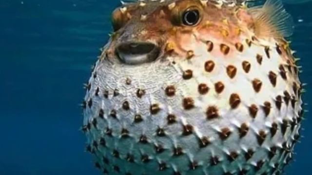 Удивительные соседи. Рыба - шар.