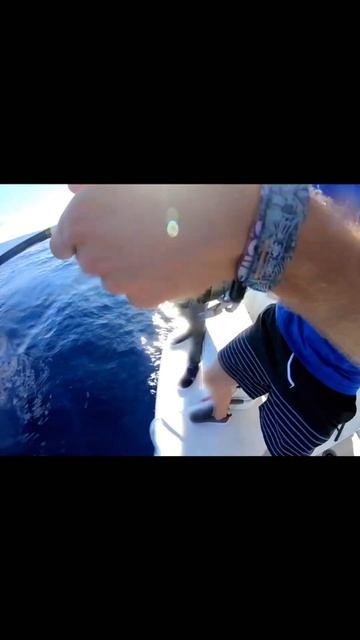 INSANE Tuna FISHING close to Spanish island! смотреть онлайн