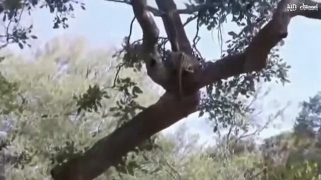 Gorilla rescues baby impala from leopard attack, leopard vs gorilla vs baboon vs impala real fight смотреть онлайн