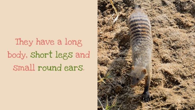 15 Facts You May Not Know About Mongoose смотреть онлайн