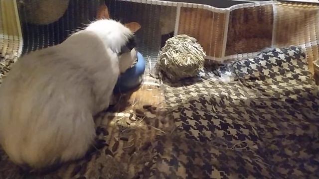 Завтра за новой морской свинкой! смотреть онлайн