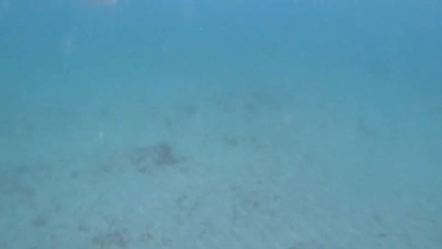 Sand Eel and Compass Jellyfish смотреть онлайн