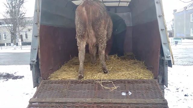 Продажа Телки тельной.Перевозчик Сергей. смотреть онлайн