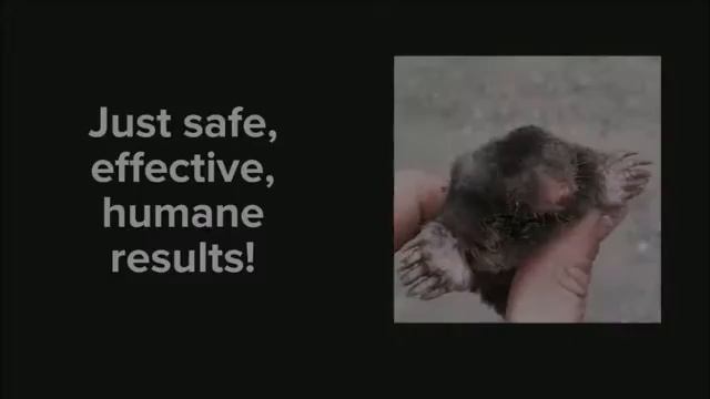 Best Mole Control in Grand Praire | 817-617-8010 | FREE ESTIMATES смотреть онлайн