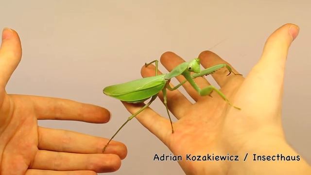 Rhombodera megaera смотреть онлайн