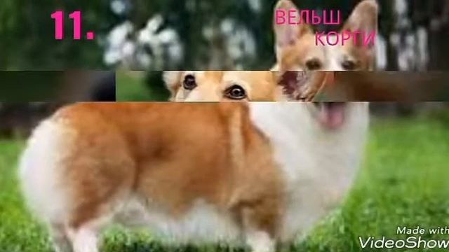 25 ПОРОД СОБАК смотреть онлайн