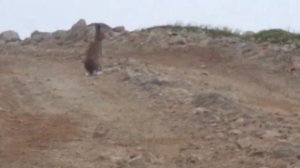 Шикарная охота на зайца