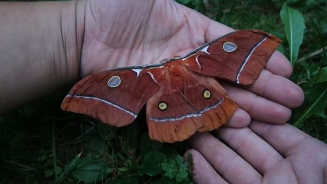 Reuzenvlinder uit Centraal Amerika: Antheraea godmani смотреть онлайн