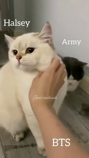ARMY remember this 😂🤣 смотреть онлайн