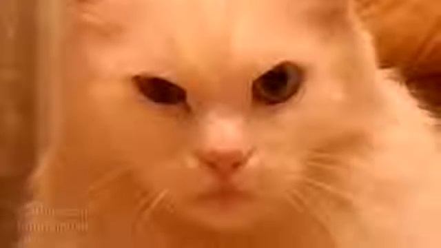 Кот морально убил хозяинаThriller) смотреть онлайн