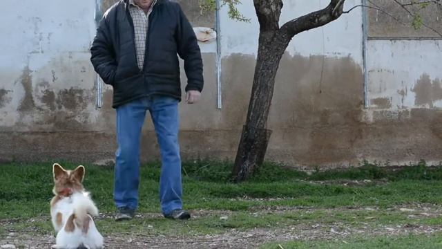 Приключения пса Креспина , крольчихи Хозефы и гуся Хуанито. смотреть онлайн