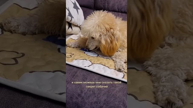 Почему собаки всегда уносят еду из миски и едят в другом месте? смотреть онлайн