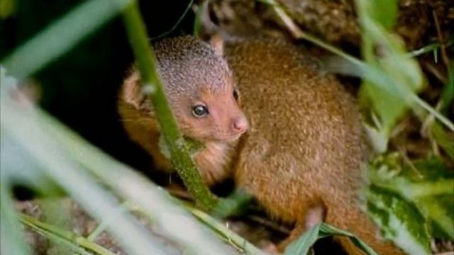 Dwarf Mongoose - Swetha, Thivya смотреть онлайн