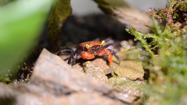 Geosesarma hagen - sladkovodní krab смотреть онлайн