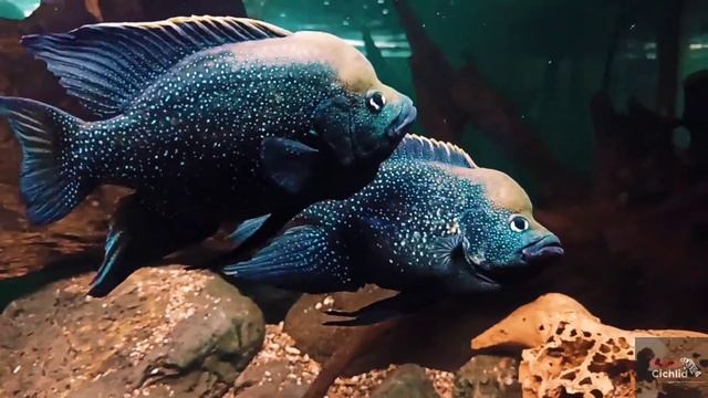 Paratilapia Polleni