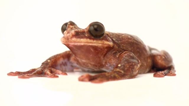 Next Mz1307 Down To One - Rabbs Frog смотреть онлайн