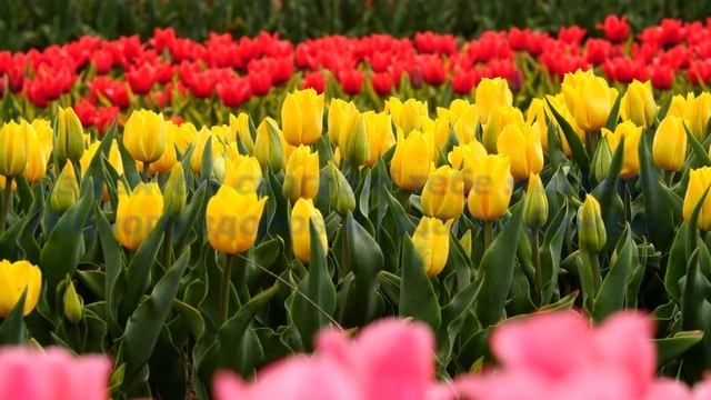 Весняне привітання з днем народження жінки смотреть онлайн