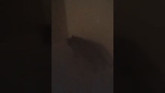 ПОТЕРЯЛАСЬ КОШКА!!!!!!!!С ОШЕЙНИКОМ!!! смотреть онлайн