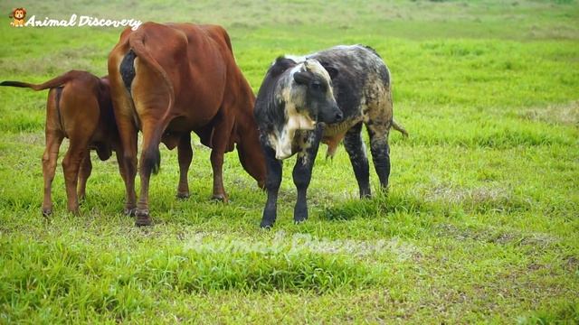 Wild Animal Sounds - Elephant, Tiger, Zebra, Monkey, Goose, Bear смотреть онлайн