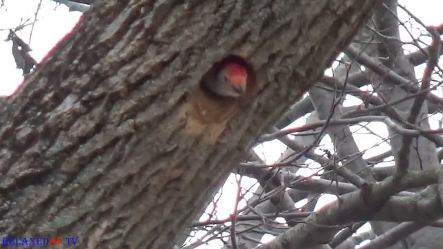 Woodpecker Couple Defend Their Home смотреть онлайн