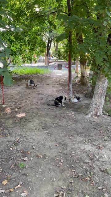 Игрушки для кошек. Вынесла когтеточку и перышки смотреть онлайн