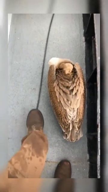lazy brid sleeping on the fishing ⛵🎣 смотреть онлайн