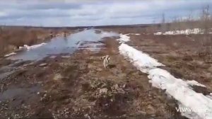 Весенняя охота на гуся 2023