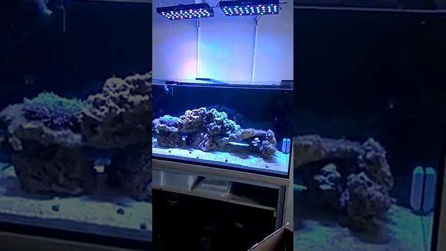 Морской аквариум 600 литров смотреть онлайн