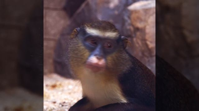 Monkey yawning 😍 #Shorts смотреть онлайн