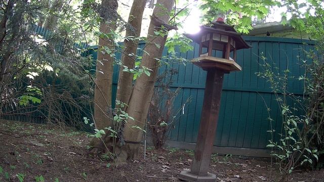 Черный дрозд гоняет белку #birdwatching #wildlife смотреть онлайн