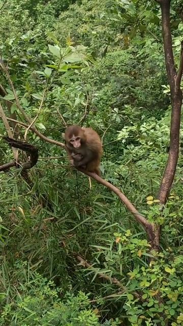 Try don't laugh ! Some monkey funny clips collection 89 смотреть онлайн