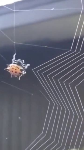 Spider weaves a web 🕸 |Spider weaves a web #shorts #spider смотреть онлайн