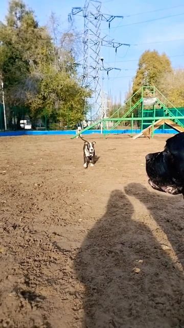 Грациозная походка , учитесь. #dog #собаки #ника #bully #ambully #amstaff #dominika #Nika#Доминика смотреть онлайн