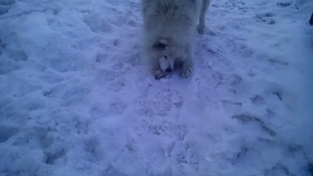 Моя любимоя собачка смотреть онлайн