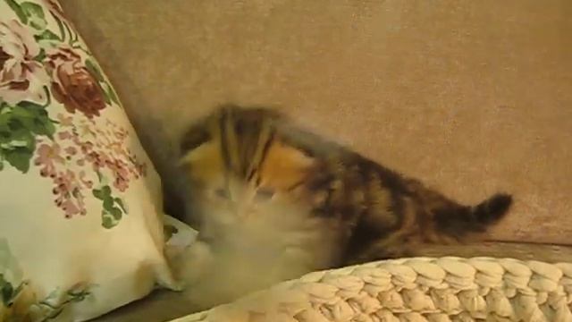 фото и видео котята 23 ноября 047 смотреть онлайн