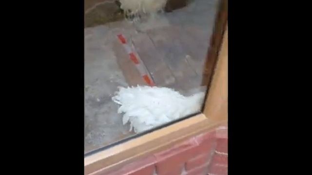 Очень важный гусь смотреть онлайн