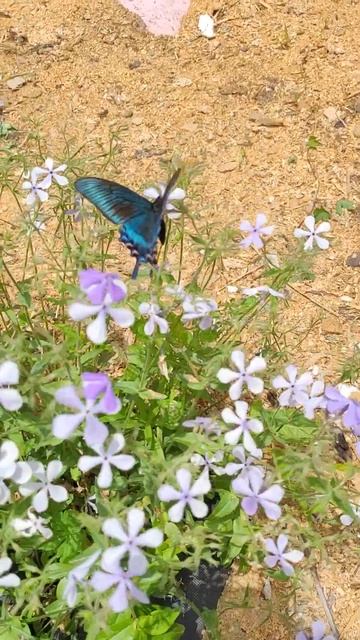 махаон смотреть онлайн