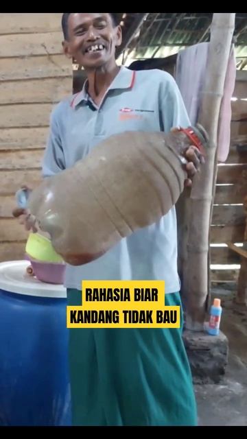 INI DIA RAHASIA BIAR DOMBA DAN KANDANG TIDAK BAU #yearofyou #shortsfeed #kandangdomba смотреть онлайн