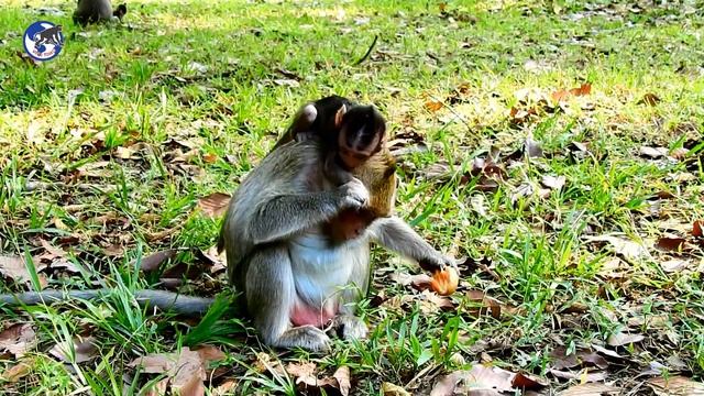 Why Sasha Warning Baby Jessie Like This/ Pity Baby Monkey .World Monkey.