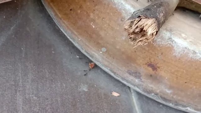Long-horned Black Crazy Ants Moving Food Back To Nest смотреть онлайн