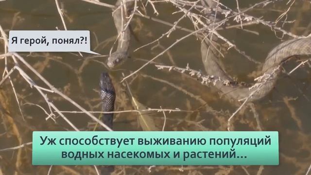 Водяной уж  в России ужа убивают за зря путая с гадюкой