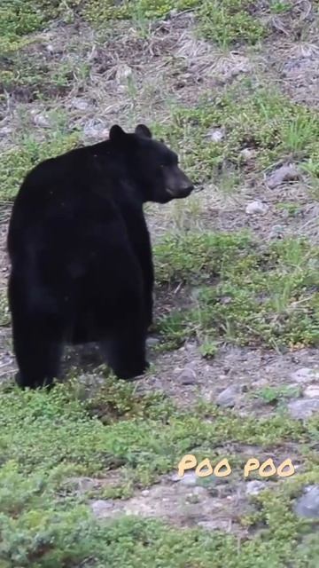 🇨🇦🐻 Black bear pooing 💩 | Jasper | Canada #roadtrip #shorts смотреть онлайн