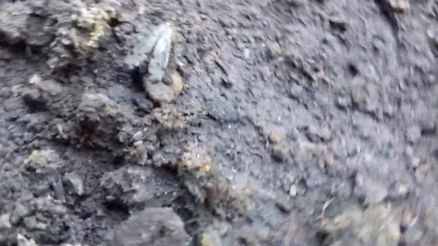 Bube Srbije-Nemačka škorpija (Panorpa germanica) смотреть онлайн