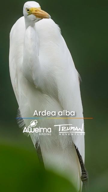 Ardea alba смотреть онлайн