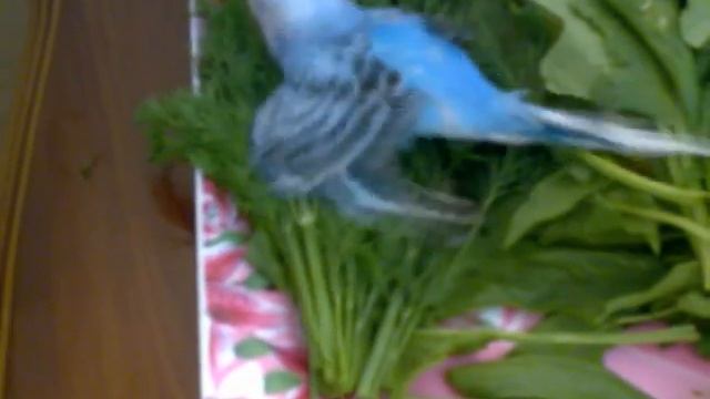 волнистый попугай купается в зелени.3gp смотреть онлайн