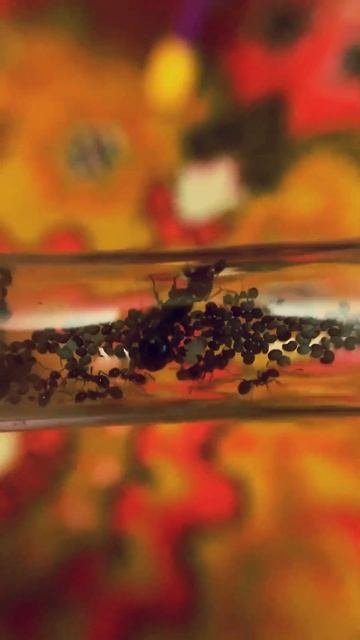 Новинки в коллекции муравьев "Messor" #messor #ants #messorbarbarus #Messordenticulatus смотреть онлайн