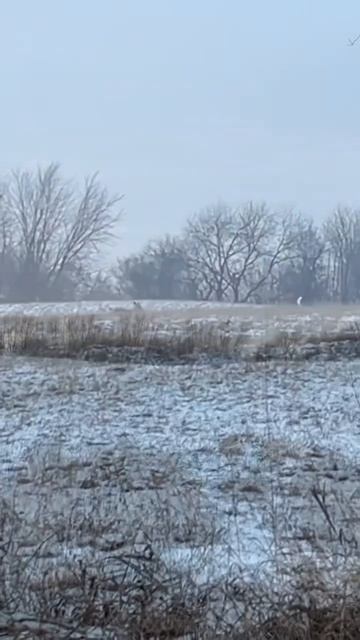 Could it be Santa’s reindeer #deer #hunting #nature #christmas #usa #travel смотреть онлайн