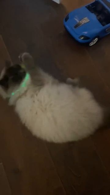 У кошки неоновый ошейник смотреть онлайн