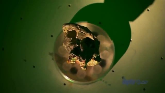 Evolution From APE TO MAN Full Documentary HD 2017 смотреть онлайн